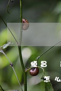 恒昌貸款公司逾期怎么辦(恒昌貸款公司不還會怎么辦)