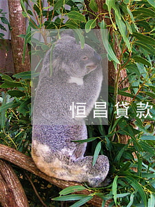 恒昌貸款逾期上征信(恒昌信貸公司上征信嗎)