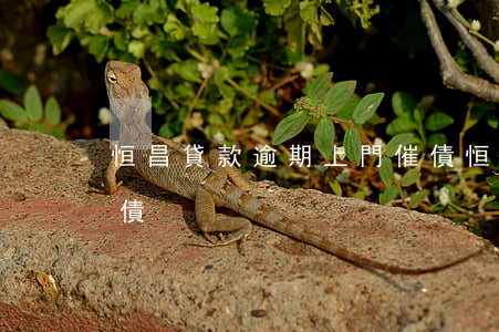 恒昌貸款逾期上門催債(恒昌貸款逾期上門催債)