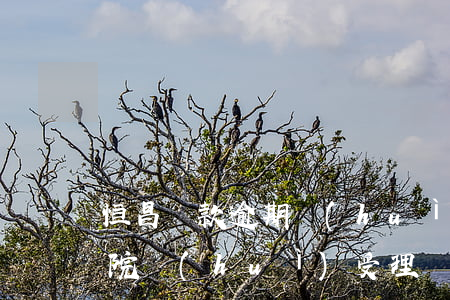 恒昌貸款逾期會(huì)失信(恒昌貸款法院會(huì)受理嗎)