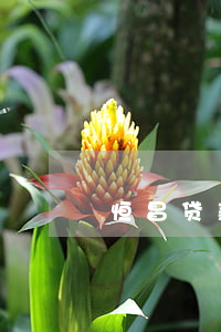 恒昌贷款逾期一年-恒昌贷款超过三年