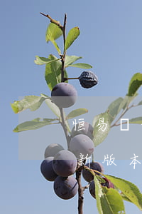 恒易貸最新版本app無法還款-恒易貸最新版本app無法還款怎么辦