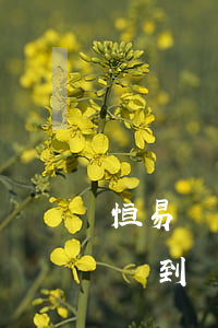 恒易貸貸款逾期了怎么辦又沒錢還 恒易貸還沒到還款日就讓還款