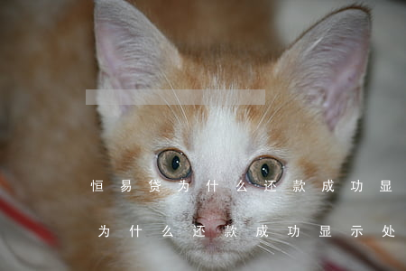恒易贷为什么还款成功显示处理中-恒易贷为什么还款成功显示处理中呢