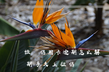 恒豐信用卡逾期怎么解決(恒豐銀行信用卡逾期多久上征信)