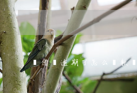 悅借錢逾期了怎么還款(悅借錢不還會怎么樣)
