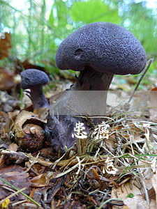 患癌癥了不還網(wǎng)貸會(huì)怎樣(得了癌癥還不了網(wǎng)貸怎么辦)