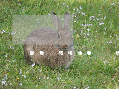 患者實施切脾手術時玩忽職守錯切肝臟案