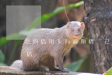 您的信用卡有逾期情況已上報(bào)征信