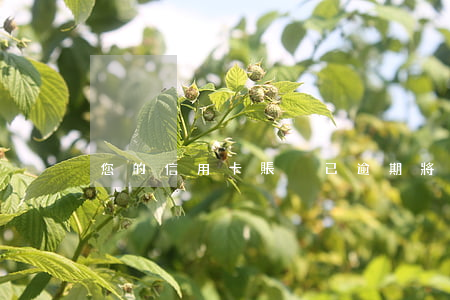 您的信用卡賬戶已逾期將上報