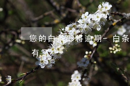 您的白条即将逾期-白条逾期一天额度就没有了