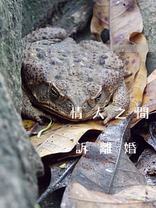 情人之間借錢如何起訴(情人之間借錢如何起訴離婚)