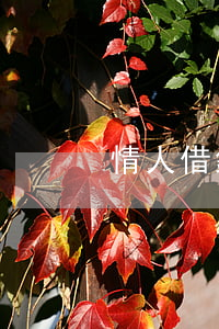 情人借錢可以起訴嗎(情人借錢算詐騙嗎)