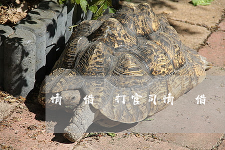 情侶借錢打官司(情侶借錢打官司有用嗎)