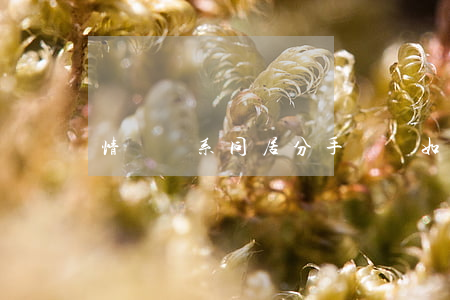 情侶關系同居分手財產如何分割