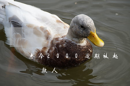 惠今2000逾期被起訴了(惠今公司起訴過貸款人嗎)