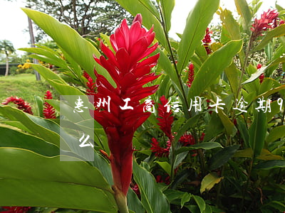 惠州工商信用卡逾期9年(一個方一個令讀什么)
