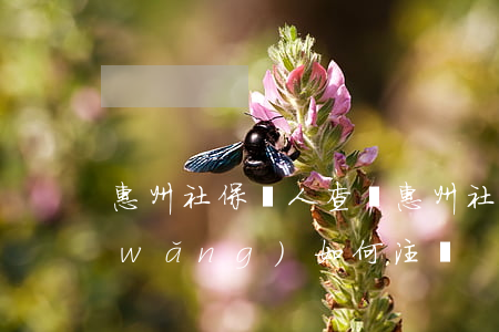 惠州社保個人查詢(惠州社保個人查詢官網(wǎng)如何注冊)