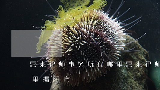 惠来律师事务所在哪里(惠来律师事务所在哪里揭阳市)