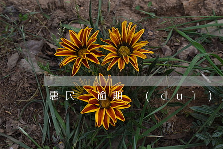 惠民貸逾期對(duì)信用卡影響嗎
