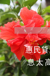 惠民貸逾期影響信用卡嗎(民生信用卡逾期利息太高)