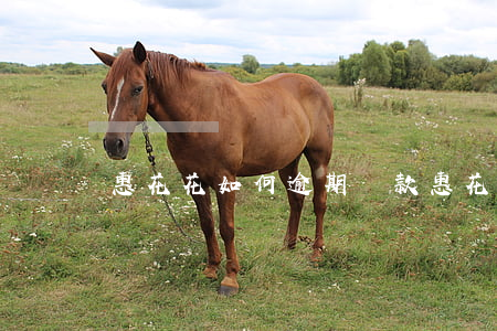 惠花花如何逾期還款(惠花花還能借錢嗎)