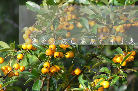 惠金分期已逾期4年了(惠今分期三年沒還)