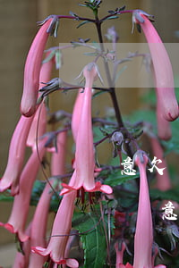 惡意欠網(wǎng)貸會(huì)判刑嗎(惡意拖欠網(wǎng)貸屬于民事還是刑事)