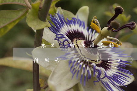 惡意欠銀行信用卡的錢還不起怎么辦（惡意欠信用卡現(xiàn)在想還）