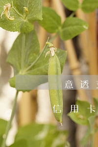 惡意透支信用卡本金己還清(惡意透支別人的信用卡不還違法嗎)