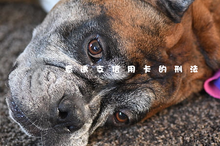 惡意透支信用卡的刑法適用(惡意透支 信用卡)