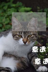 惡意透支最多的信用卡(信用卡怎么樣才算是惡意透支)