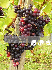 惡意透支與信用卡詐騙(何為惡意透支信用卡)