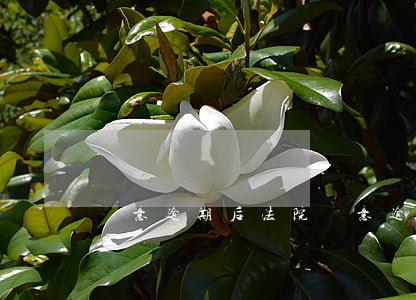 惡意逾期后法院(惡意逾期后法院)