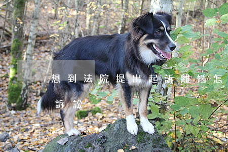 想到法院提出起訴離婚怎么做(怎樣提起離婚訴訟?)