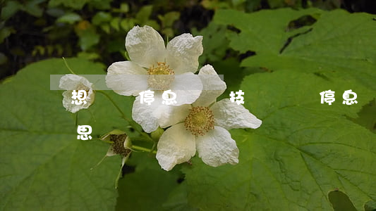 想學習停息掛賬技術(請問停息掛賬是什么意思?)