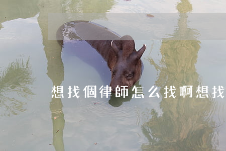 想找個律師怎么找啊(想找律師怎么找最好的)