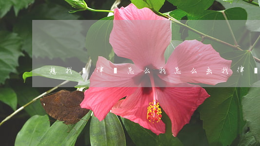 想找個律師怎么找(怎么去找律師)