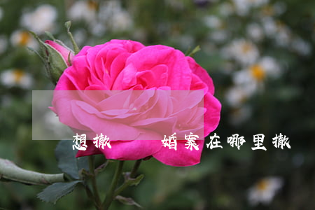 想撤訴離婚案在哪里撤訴(如何撤訴離婚)