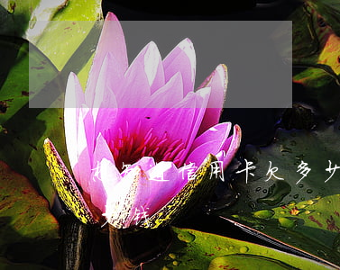 想知道信用卡欠多少(怎么看信用卡到底欠多少钱)