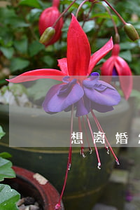 想离婚怎么办从不吵架