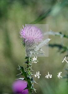 想與軍人丈夫離婚行嗎(和軍人結(jié)婚如果離婚怎么辦)