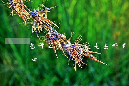 想诉讼离婚应该先去哪里(离婚诉讼去哪里起诉)