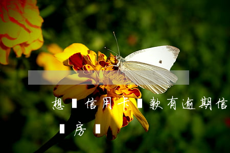 想辦信用卡貸款有逾期(信用卡逾期還能貸款買房嗎)