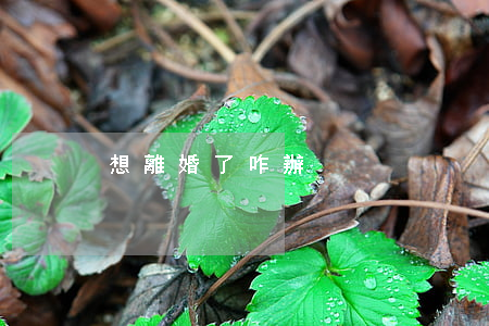 想離婚了咋辦