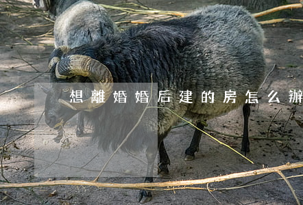 想離婚婚后建的房怎么辦