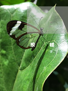 想離婚帶兒子怎么辦