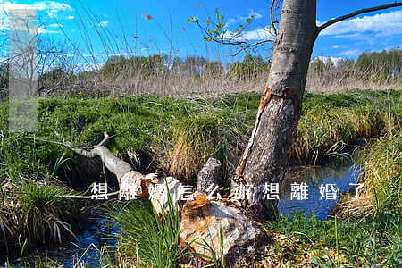 想離婚怎么辦(想離婚了)