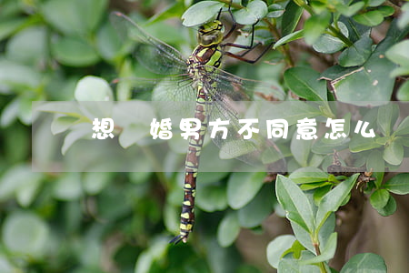 想離婚男方不同意怎么辦