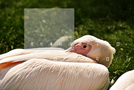 意外事故保險(xiǎn)，意外事故保險(xiǎn)公司應(yīng)該承擔(dān)賠償多少